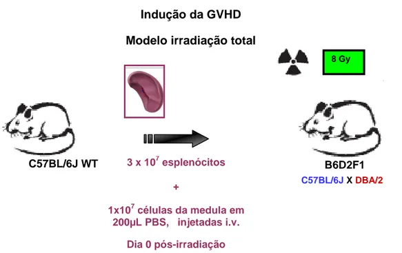 Figura  3.  Indução  da  GVHD  (modelo  de  irradiação  total):  No  mesmo  dia  da  irradiação, os camundongos B6D2F1 sofreram transplante de células do baço e células da  medula  óssea  femoral  oriundas  dos  doadores  parentais,  C57BL/6J