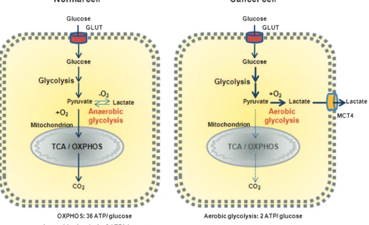Figure 1 - Metabolic differences between normal and cancer cells. Normal cells primarily metabolize glucose to pyruvate for growth and survival, followed by complete oxidation of pyruvate to CO 2 through the TCA cycle and the OXPHOS process in the mitochon