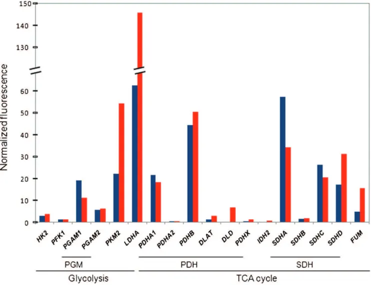Figure 3 - Oligonucleotide microarray data of genes coding for key enzymes or subunits of enzymatic complexes of glycolysis and the TCA cycle