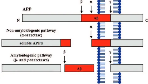 Figure 1 - Schematic diagram illustrating proteolytic cleavage of the amyloid precursor protein (APP)