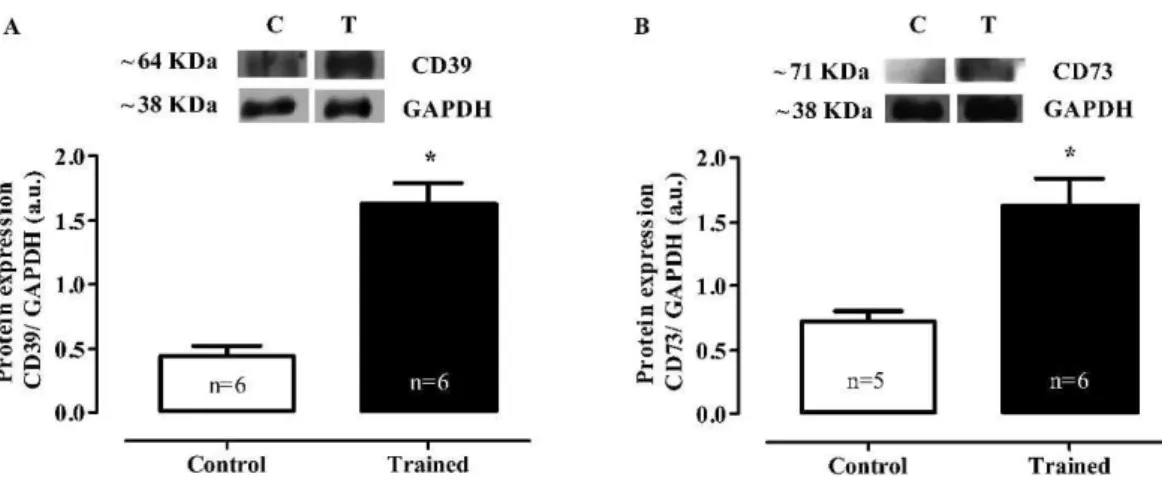 Figure 3 - Representative western blot and densitometric analyses of the heart homogenates (AU)