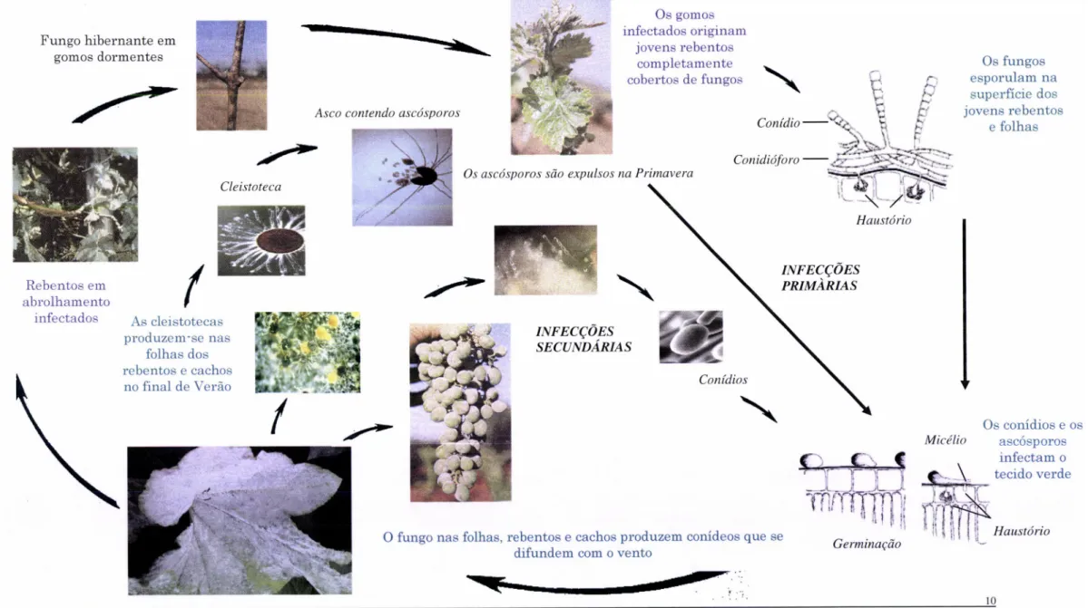 Fig.  II.3:  Ciclo Biológico  do Oídio  (adaptado  de  AGRIos,  2005;  GounEN  et  aI.,2001;  Sllve,  2008  e  s.A.,  1998);