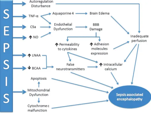 Figure 1 - Schematic representation of the main pathophysiological mechanisms of SAE. The inflammatory response is represented by TNF-a induction, which increases BBB damage and the liberation of aquaporin 4 to cause brain edema