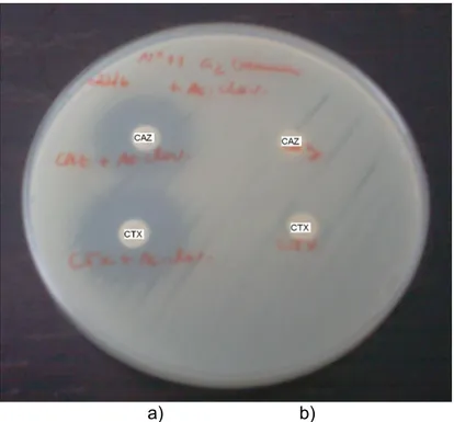 Fig. 3 2 – Disposição dos antimicrobianos no teste de duplo disco para confirmação de  BLEA