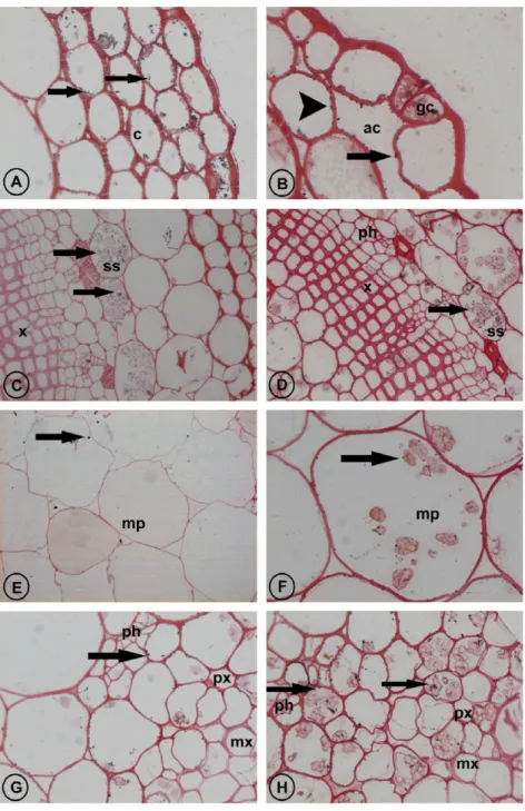 Fig. 5. Light microscopy images of stem cross-sections of plants treated with EDDS (A, C, E, G) or EDTA (B, D, F, H).
