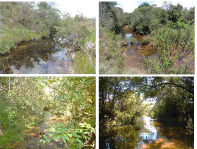 Figura  3  -  Exemplos  de  riachos  em  condições  de  referência  selecionados  durante  o  reconhecimento dos sítios amostrais na bacia hidrográfica do Rio Araguari, MG