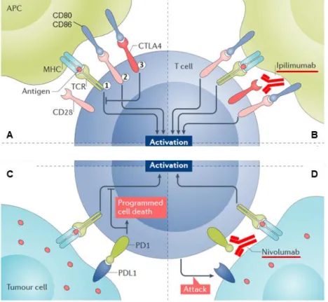 Figure  1.5.  Immune  checkpoint  blockade  in  cancer  therapy.  (A)  Normal  activation  of  a  T-lymphocyte  by  an  antigen presenting cell requires binding of the major histocompatibility complex (MHC) presenting an antigen in the  APC with T cell rec