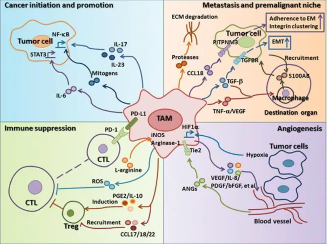 Figure  1.8.  Tumor-associated  macrophages  (TAM)  role  in  tumor  development  and  progression