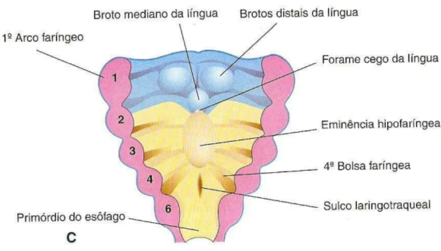 Figura 1 – Desenvolvimento do aparelho respiratório.   Adaptada de Moore, 2003 (14). 