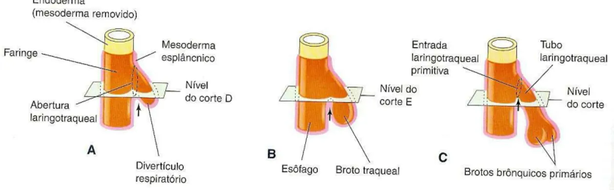 Figura 2 – Desenvolvimento do aparelho respiratório. 