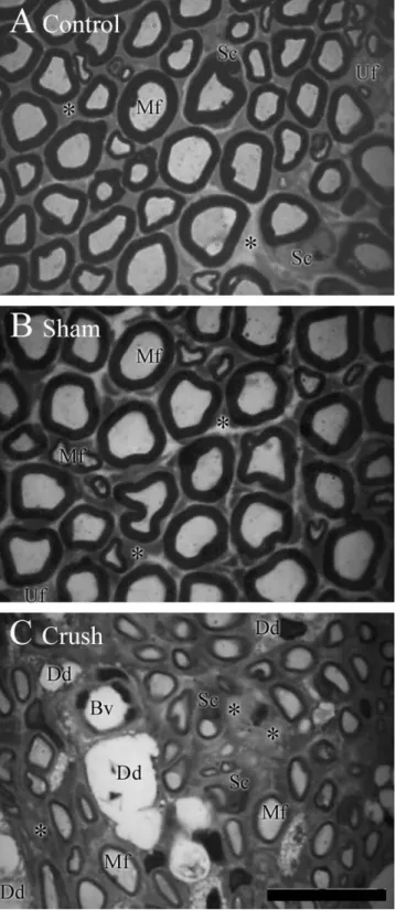 Figure 2). This result indicated a loss of motor function in the right hindlimb in all animals that received sciatic crush, a result that confirms that the sciatic nerve crush was fully effective.
