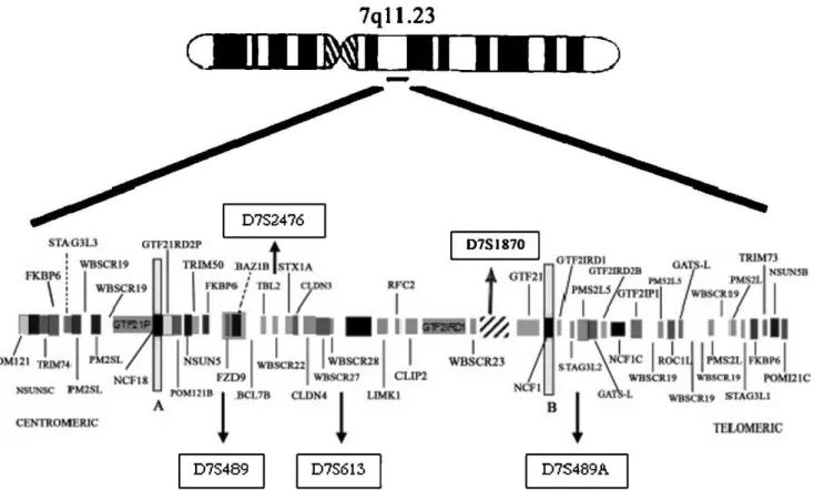 Figure 1 - Idiogram of chromosome 7 (7q11.23) illustrating the commonly deleted region and the relative localization of the tested markers