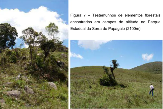 Figura 7 – Testemunhos de elementos florestais  encontrados em campos de altitude no Parque  Estadual da Serra do Papagaio (2100m) 