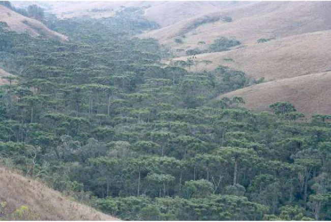 Figura 11 - Fragmento de floresta ombrófila mista no entorno do Parque Estadual da Serra  do Papagaio