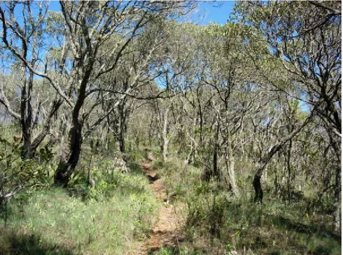 Figura 12 – Candeial, fisionomia dominada pela candeia (Eremanthus erythropappus).  Parque Estadual da Serra do Papagaio