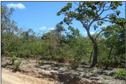 FIGURA 2 – Vista geral da vegetação presente no Cerrado 