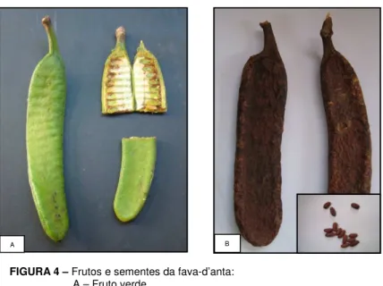 FIGURA 4 – Frutos e sementes da fava-d’anta: 