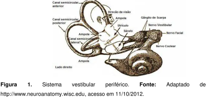 Figura  1.  Sistema  vestibular  periférico.  Fonte:  Adaptado  de  http://www.neuroanatomy.wisc.edu, acesso em 11/10/2012