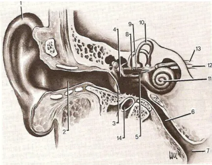 Figura 1 – Desenho esquemático da orelha externa, média e interna e seus componentes (HUNGRIA, 2000): 1 – Pavilhão auditivo; 2 – Conduto auditivo externo; 3 – Membrana timpânica; 4 – Cadeia ossicular; 5 – Janela oval; 6 – Tuba auditiva; 7 – Nasofaringe; 8 