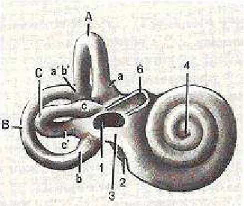 Figura 3 – Desenho esquemático do labirinto ósseo e seus componentes (HUNGRIA, 2000): 3 – vestíbulo; 4 - cóclea; A, B, C - canais semicirculares.