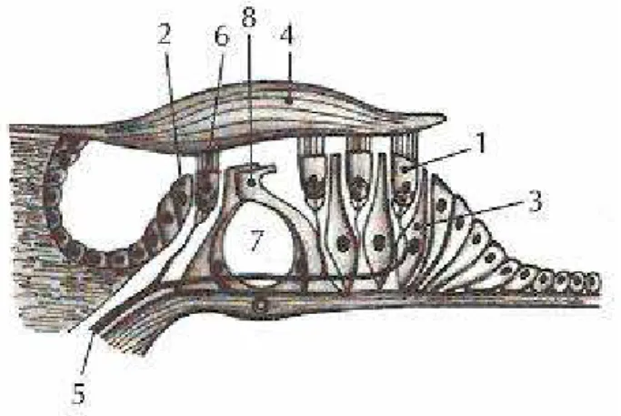 Figura 5 – Desenho esquemático do órgão de Corti (HUNGRIA, 2000): 1 – Célula ciliar externa; 2 – célula de sustentação; 3 – célula de sustentação; 4 – membrana tectória; 5 – fibras neurais; 6 – célula ciliada interna; 7 – Túnel de Corti; 8 – Pilar do túnel