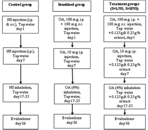 Figure 1 - Experimental timeline for the control, sensitized and treatment groups.