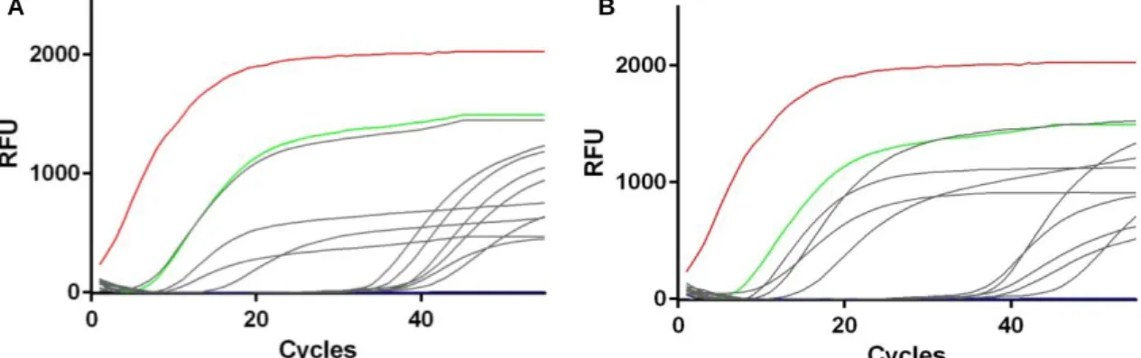 Fig. 3.3 - Real-time PCR amplification curves targeting IS900 in fecal (A) and spleen (B) samples
