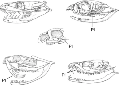 Figura 2 – Dentição de serpentes. PI = presa inoculadora. (a) Áglifa (sem presa inoculadora);  (b, c) Opistóglifa (presas inoculadoras na porção posterior do maxilar); (d) Solenóglifas (presas  inoculadoras sobre um maxilar giratório); (e) Proteróglifa (pr