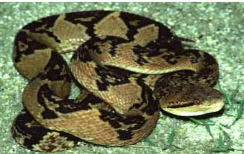 Figura 3 – Serpente Lachesis muta muta. 
