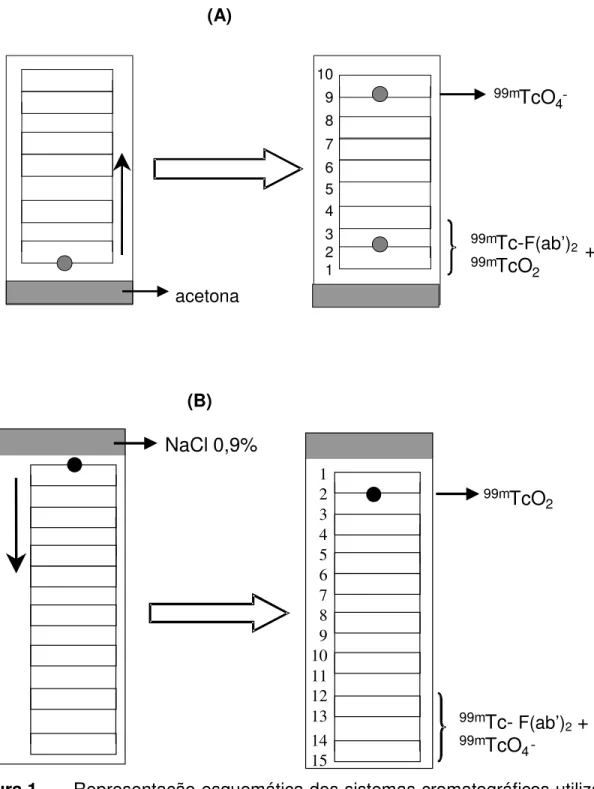 Figura 1 –   Representação esquemática dos sistemas cromatográficos utilizados para 