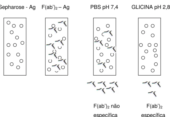 Figura 2 – Representação esquemática da cromatografia de imunoafinidade com uma 