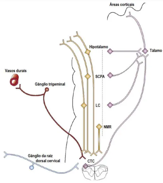 Figura  1:  Esquema  representativo  de  algumas  das  estruturas  envolvidas  na  transmissão nociceptiva trigeminovascular que forma a base da fisiopatologia  da migrânea