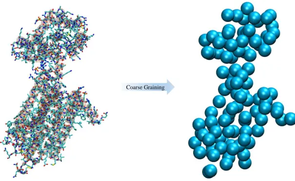 Figure 1.3- Representation of coarse graining a protein. The right side shows a Coarse Grained representation, and at the  left a Fine Grained one