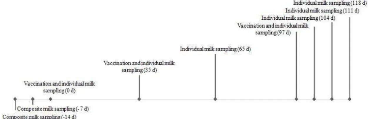 Figure 1. Vaccination and milking sampling schedule used in the present study. 