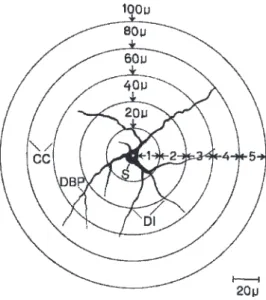 Figure 1 - Diagram of an amygdaloid neuron and the scheme of dendritic quantification