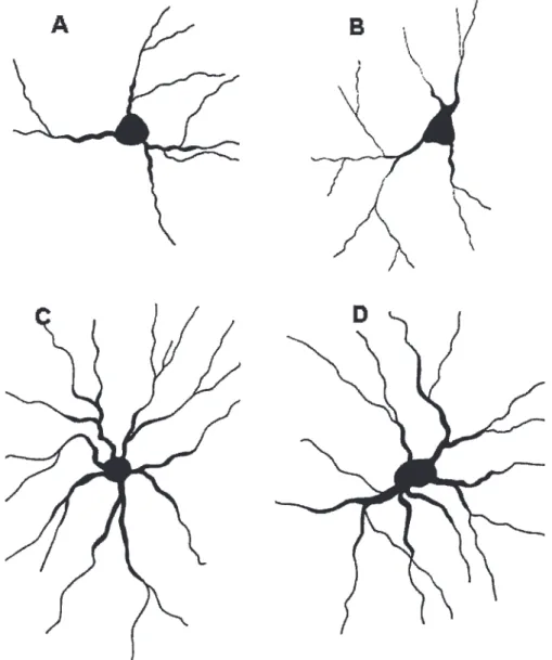 Table 1 - Basolateral amygdaloid neuronal dendritic intersections and the number of dendritic processes arising from the somata (4-week duration).