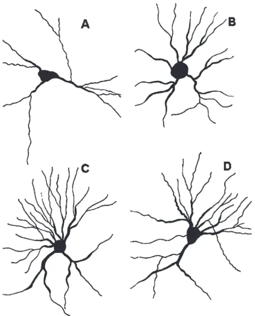 Table 3 - Basolateral amygdaloid neuronal dendritic intersections and the number of dendritic processes arising from the somata (6-week duration).