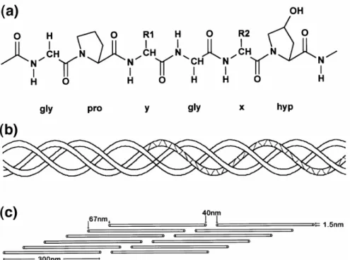 Figura 3-8: Estrutura química do colágeno do tipo I. (a) Seqüência primária de  aminoácidos (cadeia peptídica); (b) Enovelamento em tripla hélice; (c) Estrutura 