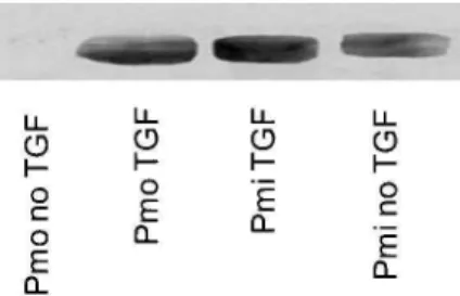 Figure 4 - The expression of type II collagen in the culture was greater in cells that were treated with TGF-b3 than in cells cultured without TGF-b3