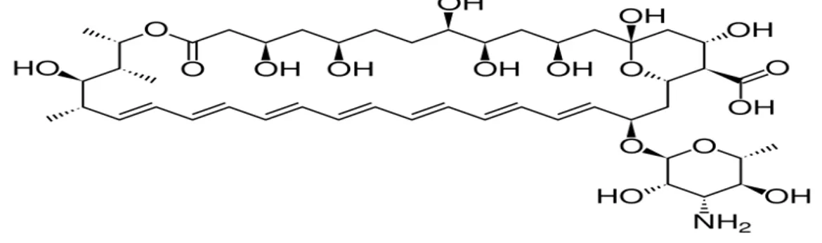 Figura 1: Fórmula estrutural da anfotericina B.             