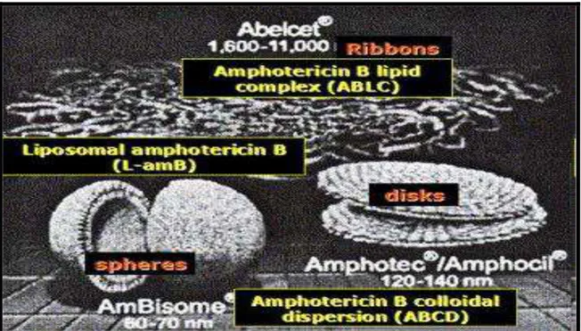 Figura  4:  Formulação  lipídica:  diminui  a  nefrotoxicidade:  Complexo  lipidico  anfotericina B (ABLC), em dispersão coloidal (ABCD) e lipossomal