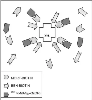 Figure 6 - Receptor binding to PC-3 cells of (SA + B-MORF + B-PEG- B-PEG-BBN) with 99m Tc-MAG 3 -cMORF.
