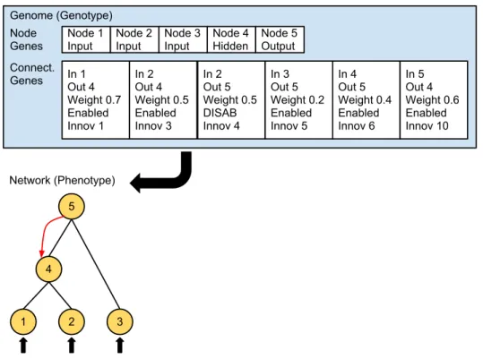 Figure 2.6: A genotype to phenotype mapping example. The third gene is disabled, so the connection that it specifies (between neurons 2 and 5) is not expressed in the phenotype