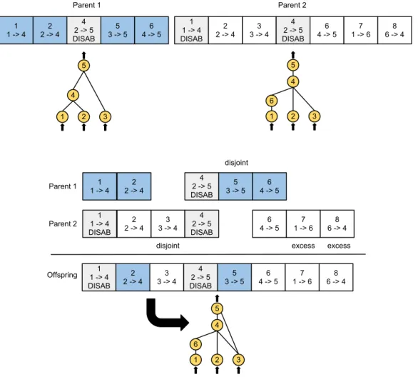 Figure 2.7: Matching up genomes for different network topologies using innovation numbers