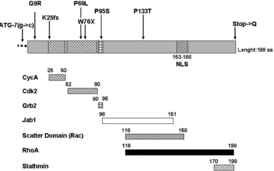 Figure 3 - Graphic representation of the nuclear and cytoplasmic interactions of p27. Upon mitogenic stimulation, p27 is released from cyclinE/CDK2 complexes and this dissociation from p27 activates CDK2, which, in turn, phosphorylates pRb