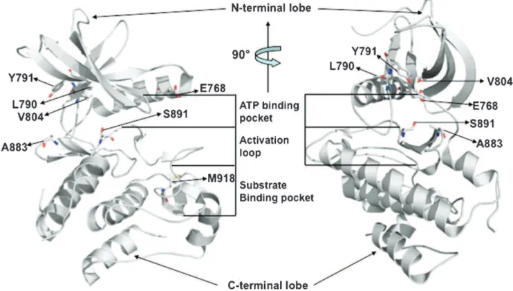 Figure 3 - Structure of the RET tyrosine kinase domain. Ribbon diagrams of the intracellular regions of activated RET, in two orientations, showing the positions of key functional features of the kinase: the ATP binding pocket; the activation or autoinhibi