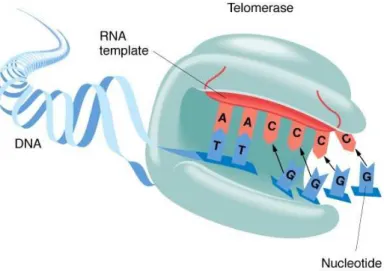 Figura  2  –  Representação  esquemática  da  enzima  telomerase  evidenciando  o  molde  de  RNA necessário para a síntese dos telômeros na extremidade do DNA