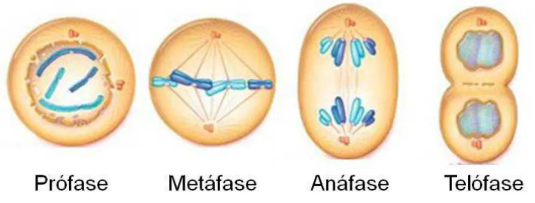 Figura  5  –  Representação  esquemática  das  fases  da  mitose.  Modificado  de  http://www.biology.iupui.edu/biocourses/N100/images/8mitosiscropped.jpg 