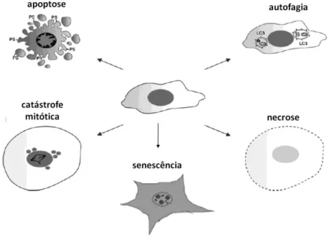 Figura  7  –  Representação  esquemática  das  alterações  morfológicas  características  dos  diferentes tipos de morte celular