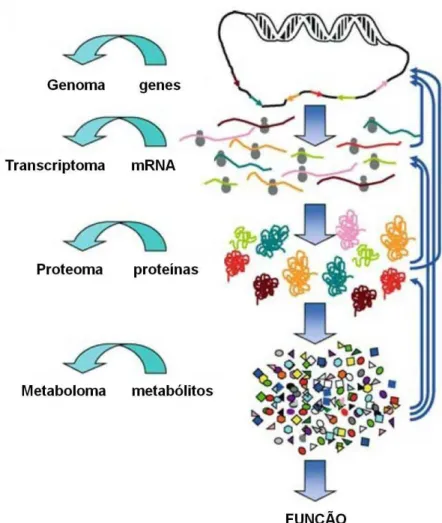 Figura  8  –  Representação  esquemática  do  fluxo  de  informação  dos  genes  para  a  função  (fenótipo)